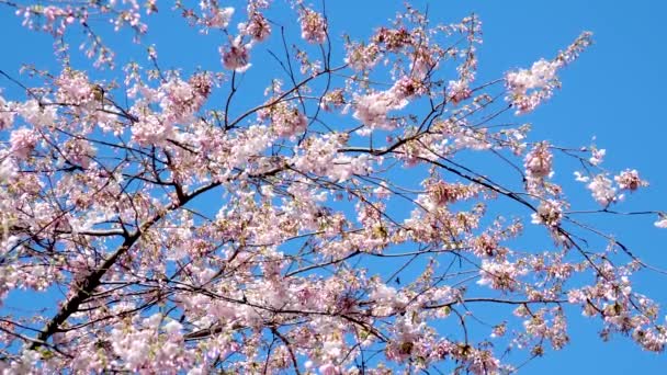 Sztandar Różowymi Kwiatami Wiśni Słonecznym Tle Piękne Wiosenne Tło Natury — Wideo stockowe