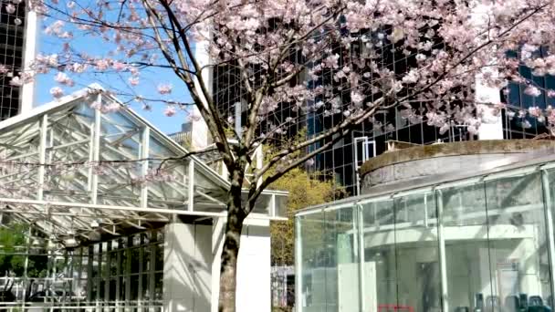 Flores Cerezo Burrard Estación Canadá Vancouver Escaleras Rascacielos Linterna Primavera — Vídeos de Stock
