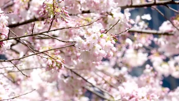 Баннер Розовыми Цветами Вишни Солнечном Фоне Прекрасный Весенний Фон Природы — стоковое видео