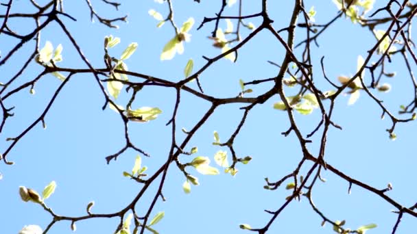 有白色木兰花的横幅在阳光灿烂的背景下绽放 美丽的春天 自然的背景 开着花的枝条 抄袭位置 在蓝天的衬托下 枝繁叶茂 枝繁叶茂 — 图库视频影像