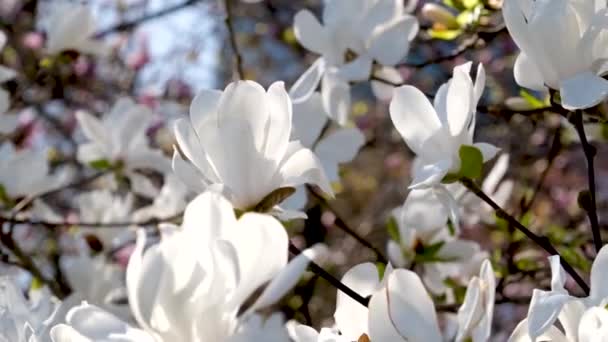 Magnolia Flores Contra Céu Azul Bonito Imagens Alta Qualidade — Vídeo de Stock