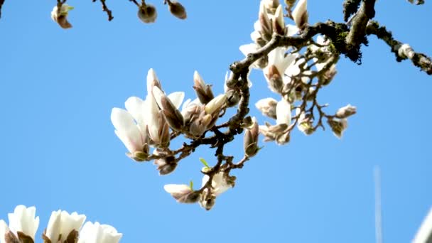 Sonniger Frühlingstag Magnolienblüten Ast Vor Blauem Himmel Zarte Blassrosa Violette — Stockvideo