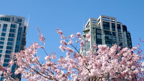 Цвітіння Вишневого Цвіту Місті Blooming Sakura Cherry Flossom Філіал Хмарочосом — стокове відео