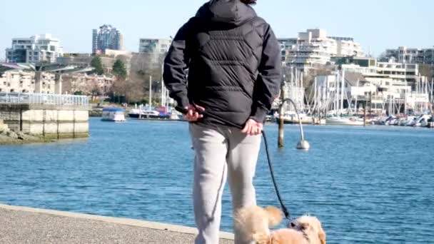 Camminare Con Cani Nel Parco Vita Animale Correre Comunicare Cani — Video Stock