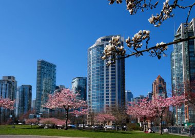 İlkbaharda Vancouver, BC, Kanada 'da gökdelen binasının arka planında çiçek açan kiraz çiçekleri. David Lam Parkı