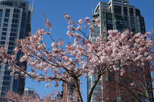 Kirschblüten Voller Blüte Der Stadt Blühender Sakura Kirschblütenzweig Mit Hochhaus — Stockfoto