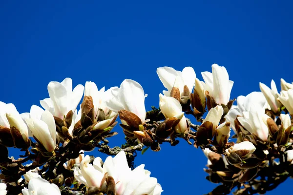 Magnolia Kwiaty Przed Pięknym Błękitnym Niebem Wysokiej Jakości Materiał — Zdjęcie stockowe