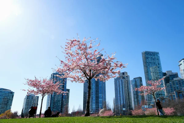 街中が満開の桜カナダ バンクーバーの春を背景に超高層ビルが建ち並ぶ桜の枝を咲かせます デビッド ラム公園 — ストック写真