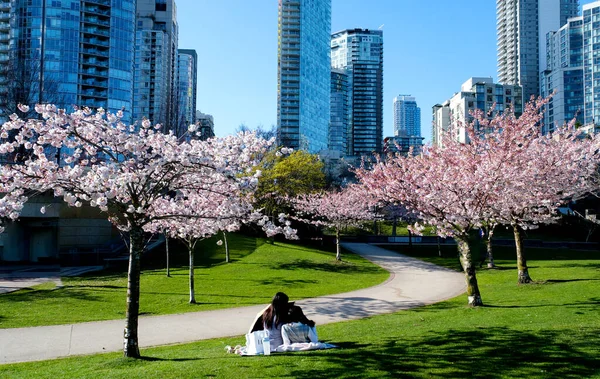 2人のアジアの女の子が桜の花によってピクニックに座っていますボトルバッグの靴で太陽の傘飲料水の横にある関心のある読書携帯電話カナダ2023 — ストック写真