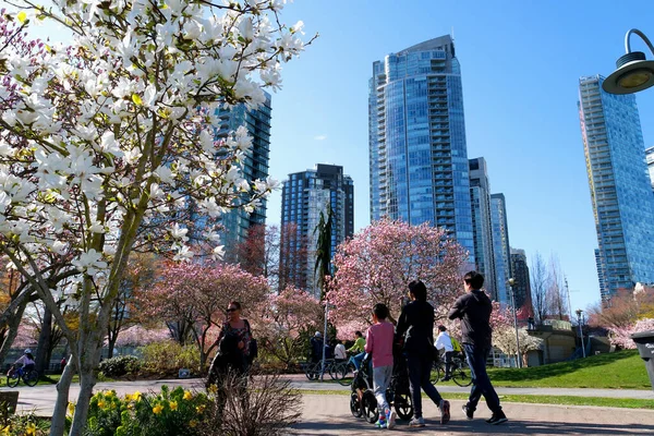 美しい自然 晴れた日には公園を楽しむ人々 背景に美しい桜 バンクーバー カナダ デビッド パーク 2023年4月 — ストック写真