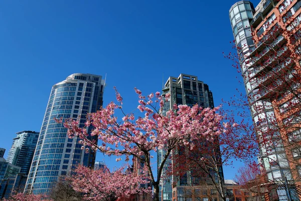街中が満開の桜カナダ バンクーバーの春を背景に超高層ビルが建ち並ぶ桜の枝を咲かせます デビッド ラム公園 — ストック写真