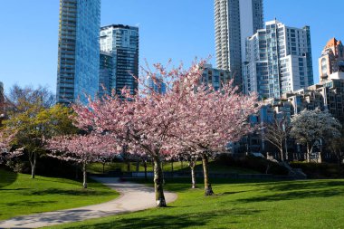İlkbaharda Vancouver, BC, Kanada 'da gökdelen binasının arka planında çiçek açan kiraz çiçekleri. David Lam Parkı