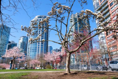 İlkbaharda Vancouver, BC, Kanada 'da gökdelen binasının arka planında çiçek açan kiraz çiçekleri. David Lam Parkı