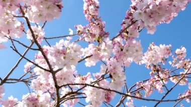 Pembe ilkbahar kiraz çiçeği, mavi gökyüzü arkaplanı. Yüksek kalite fotoğraf
