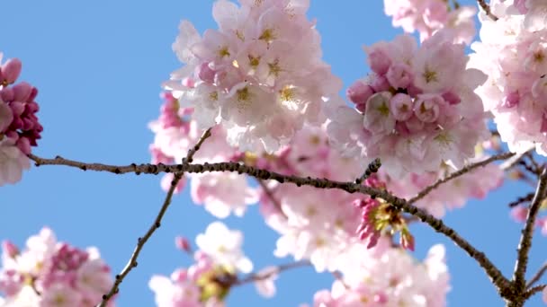 Rosa Våren Körsbär Blomma Blå Himmel Bakgrund Högkvalitativt Foto — Stockvideo