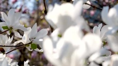 Güneşli bir bahar günü. Mavi gökyüzüne karşı ağaç dalında manolya çiçekleri. Narin soluk pembe, egzotik çiçeğin mor taç yaprakları. Bitki örtüsü geçmişi. Yaz mevsimi doğal fon. Seçici odak.