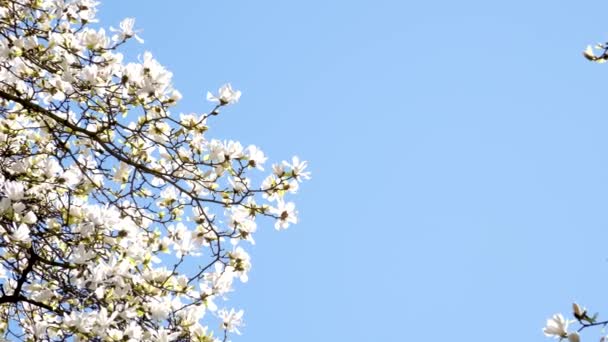 Sztandar Białymi Kwiatami Magnolii Rozkwita Słonecznym Tle Piękne Wiosenne Tło — Wideo stockowe