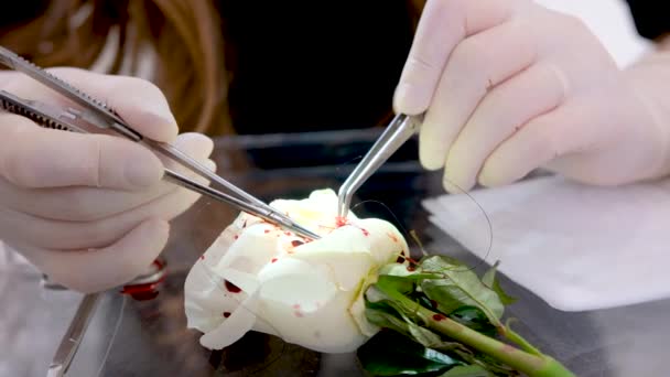 Witte Roos Met Kunstbloed Scalpel Chirurgische Instrumenten Voor Het Snijden — Stockvideo