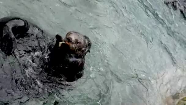 温哥华水族馆 不列颠哥伦比亚省 加拿大 一只水獭吃着别的动物袭击过的食物 它想把争夺掉在水里的两只海狸的斗争一扫而空 — 图库视频影像