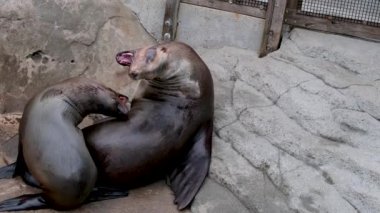 Anne ve yavru deniz hayvanları ağızlarını kocaman açtılar ve yavru memeli yavru memeliler için anne göğsü taşlarla savaşıyor kuzey kürklü foklar için küçük tırmanışlar için Vancouver Akvaryumu, BC, Kanada