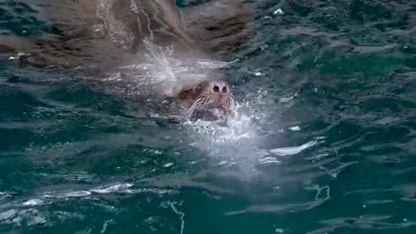 Seal Swims Clear Water Close Muzzle Mustache Nose Emerges Exhales — Stock Video