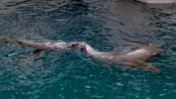 Two Seals Swim Clear Water Touching Each Other Muzzles Kissing — Stock Video
