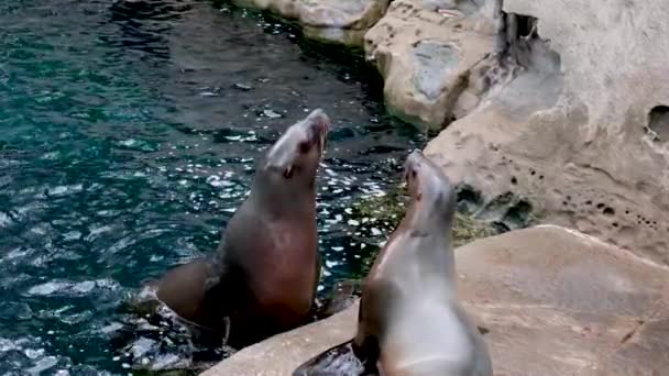 Female Male Sea Lions Woman Sits Stone Man Dives Water — Stock Video