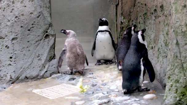 在加拿大不列颠哥伦比亚省温哥华水族馆 四只企鹅一家人几乎一动不动地站在岩石上 — 图库视频影像