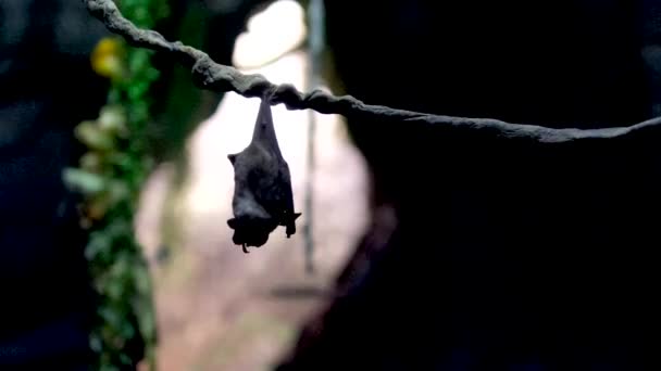 Летучая Мышь Висит Вверх Ногами Царапает Спину Лапой Вторая Пролетает — стоковое видео