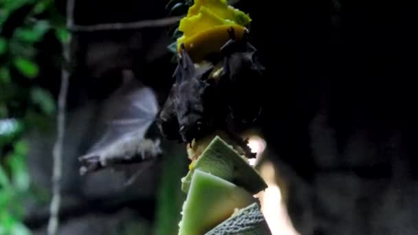 コウモリは果物を食べます逆さまにぶら下がっている1つの大きなコウモリはしがみつく場所を見つけることができず ハロウィーンの恐怖背景動物の楽しい野生の世界生活バンクーバー水族館 カナダ — ストック動画