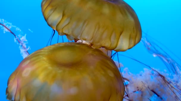 Meduzy Kołyszące Się Błękitnej Wodzie Oceanu Japońska Pokrzywa Morska Czyli — Wideo stockowe