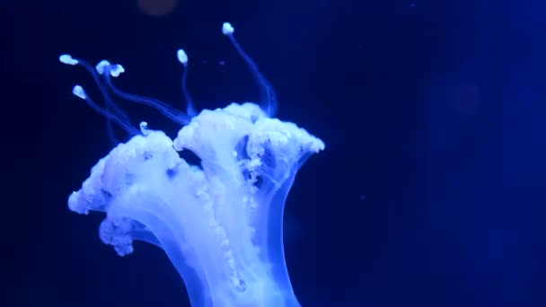 Powolny Ruch Lions Mane Jellyfish Cyanea Capillata Hair Jelly Amphipods — Wideo stockowe