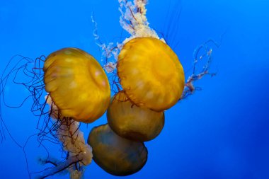 Koyu mavi okyanus suyunda denizanaları dans ediyor. Japon Deniz lsırganı ya da Krisaora Pasifik Denizanası. Japon Deniz Nettle Vancouver Akvaryumu, BC, Kanada