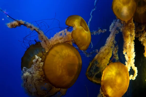 五颜六色的水母在蓝色的海中游泳 危险的有毒水母日本海荨麻 复制空间 全景图像 宽图像横幅 高质量的4K镜头 — 图库照片