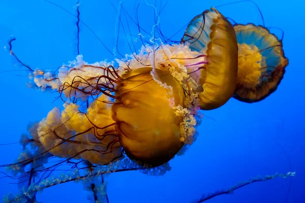 五颜六色的水母在蓝色的海中游泳 危险的有毒水母日本海荨麻 复制空间 全景图像 宽图像横幅 高质量的4K镜头 — 图库照片