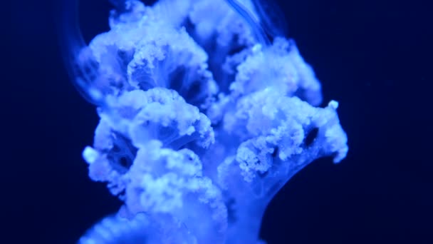 Lions Mane Jellyfish Cyanea Capillata Anfipodi Gelatina Capelli Una Criniera — Video Stock