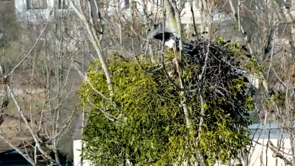 Close Magpie Birds Blurred Background 고품질 — 비디오
