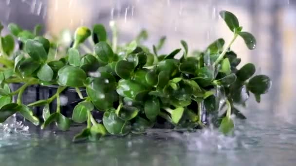 Κοντινό Πλάνο Των Μικροπράσινων Που Καλλιεργούνται Από Ηλιόσπορους Ένα Σπίτι — Αρχείο Βίντεο