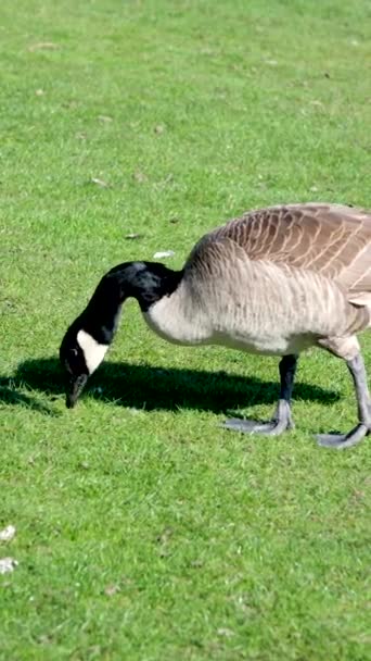 Wild Canadian Geese Feeding Grass Followed Adult Canada Goose Canada — Stock Video