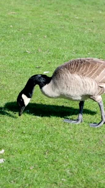 野生のカナダの種子飼料草の上に大人のカナダのガチョウが続きます カナダのガチョウは都市部と栽培地域に繁殖コロニーを設立することができ 食物と少数の自然捕食者を提供する — ストック動画