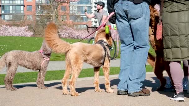 Promenad Med Hundar Parken Djurliv Springa Kommunicera Hundar Lära Känna — Stockvideo