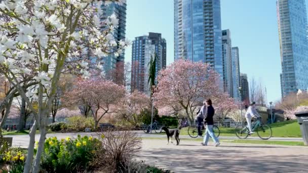 自転車に乗る2人の犬を歩く女性晴れた日に公園を楽しむ人々 背景に美しい桜 バンクーバー カナダ デビッド パーク 2023年4月 — ストック動画