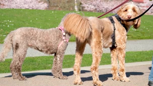 Berjalan Dengan Anjing Taman Hewan Lari Komunikasi Anjing Mengenal Satu — Stok Video