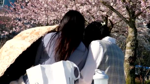Duas Meninas Asiáticas Estão Sentadas Piquenique Por Flores Sakura Flores — Vídeo de Stock