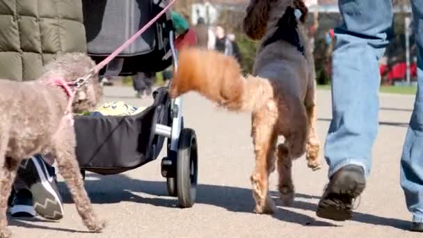 Paseo Con Perros Parque Animales Vida Correr Comunicar Perros Llegar — Vídeos de Stock
