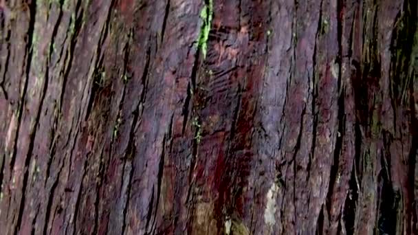 Υφή Κορμού Δέντρου Στο Δάσος Κοντινό Πλάνο Υφής Ενός Παλιού — Αρχείο Βίντεο