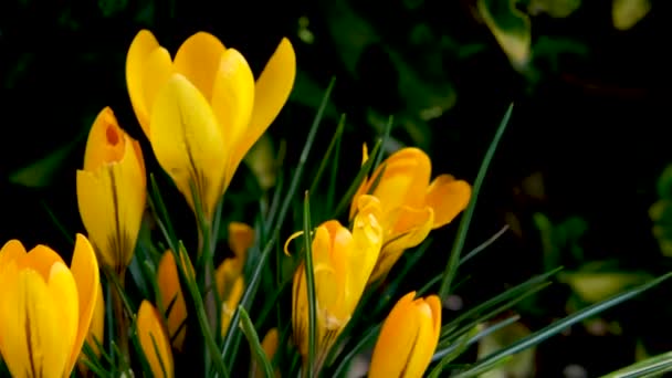 Prímulas Amarelas Plena Floração Jardim Dia Ensolarado Foto Alta Qualidade — Vídeo de Stock
