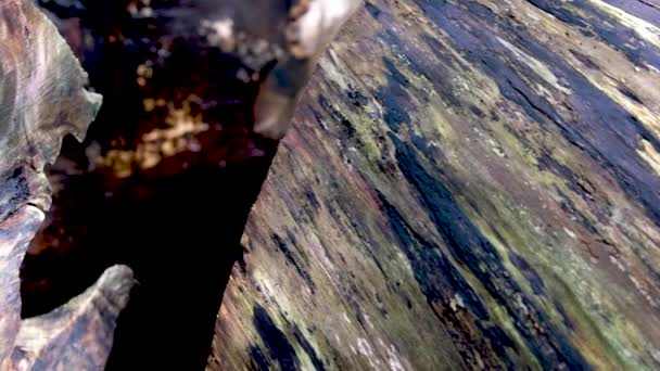 Kéregfa Textúrája Mint Természetes Háttér Kiváló Minőségű Sötét Piszkos Nedves — Stock videók