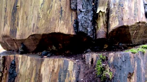 Ormandaki Ağaç Gövdesinin Dokusu Eski Bir Meşe Ağacı Kabuğunun Dokusuna — Stok video
