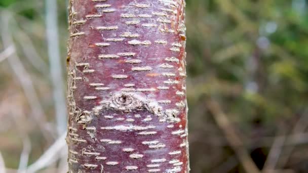 Corteccia Strisce Prunus Serial Serrulata Tree Ciliegia Giapponese Tibetana Pin — Video Stock